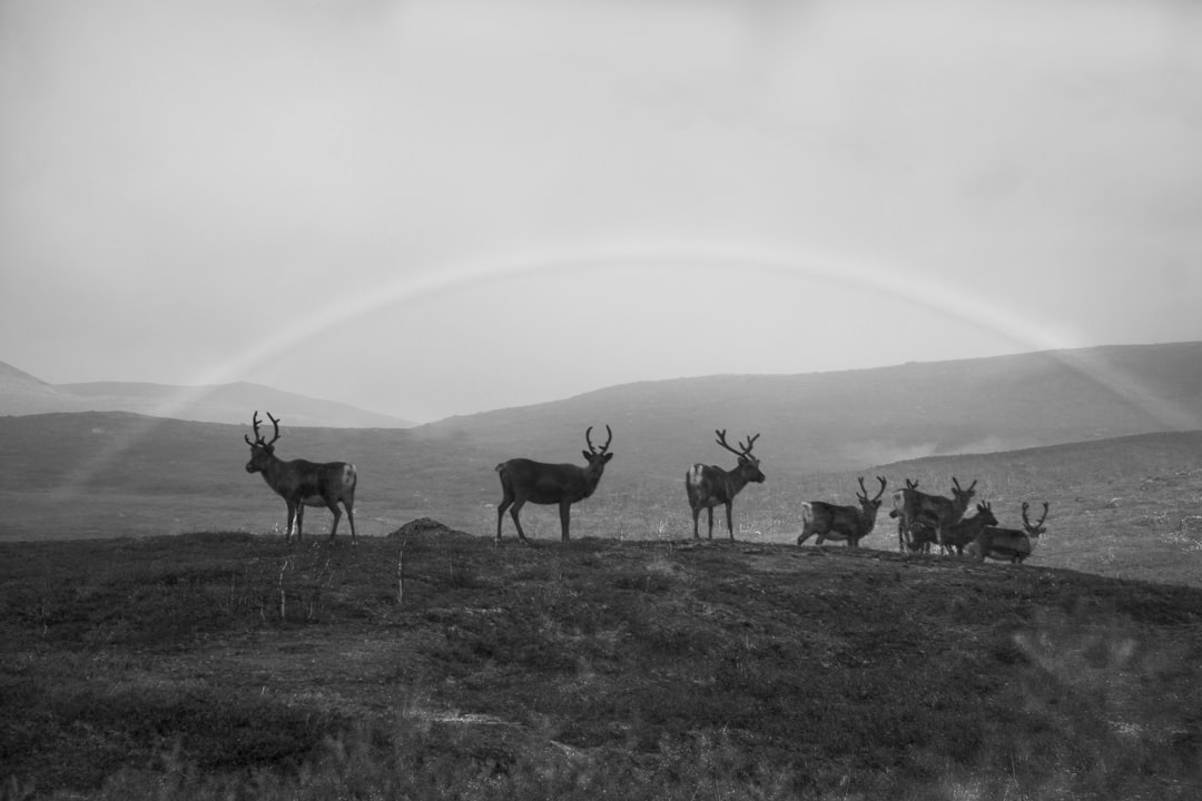 a group of animals in a field